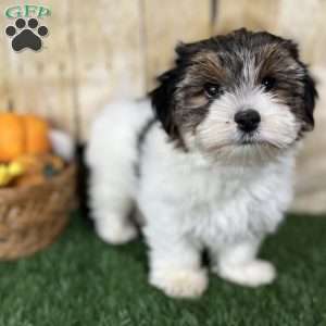 Carson, Biewer Terrier Puppy